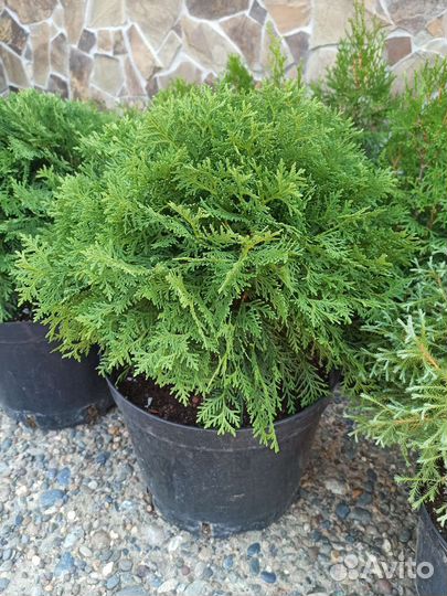 Хвойные растения