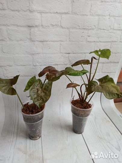 Сингониум, разные сорта