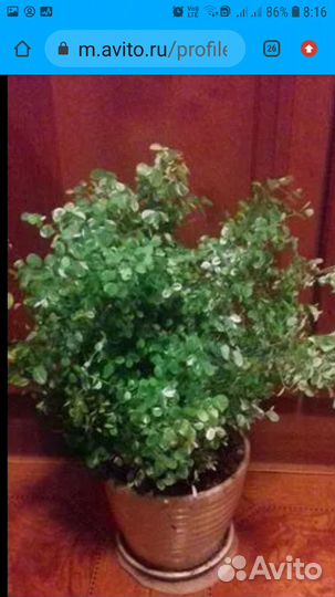 Фикус,пахистахис,кроссандра,брейнии