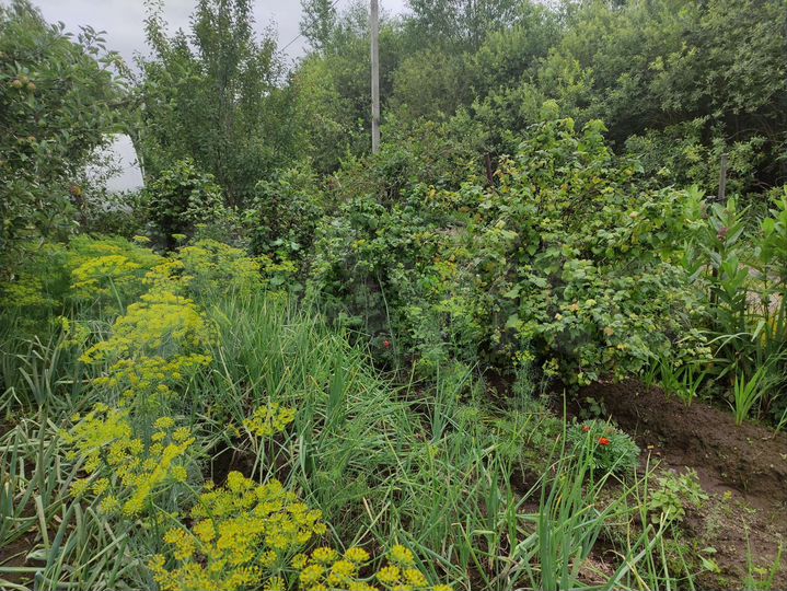 Дача 20 м² на участке 8 сот.