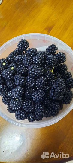 Ежевика Торнфри Саженцы