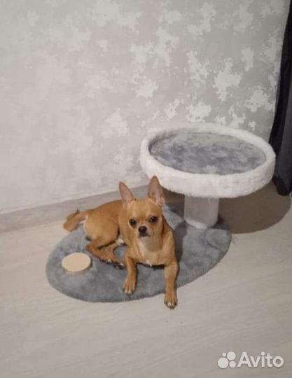 Вязка чихуахуа мальчик