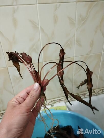 Аквариумные растения