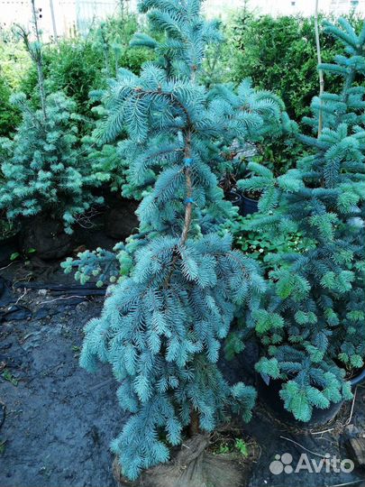 Ель колючая Глаука Пендула - Glauca Pendula