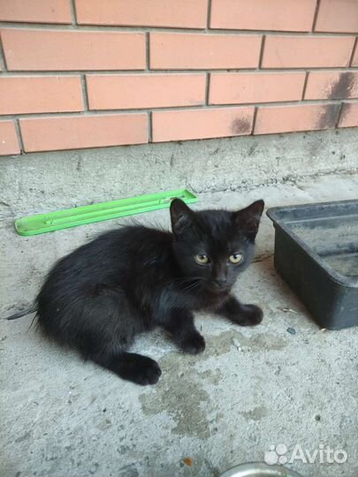 Котята в добрые руки бесплатно