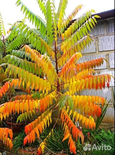 Хвойные, фруктовые и цветущие растения