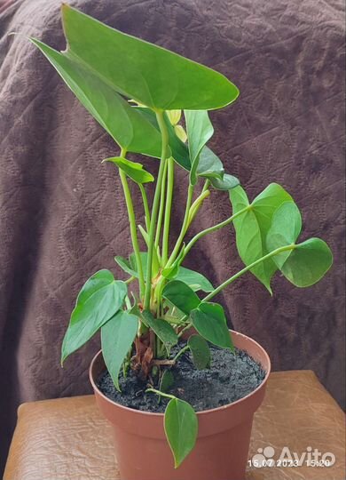 Антуриум Ванилла