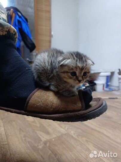 Вислоухие котята