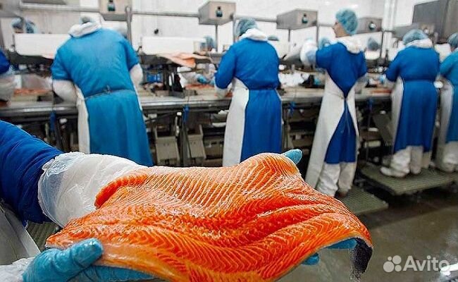 Разнорабочий на рыбное производство вахта