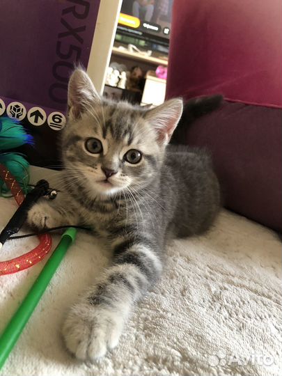 Шотландские котята. Остался 1 малыш