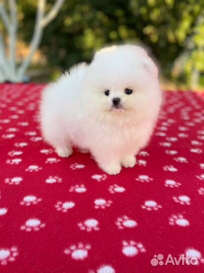 Шпиц щенок девочка