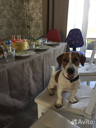 Вязка джек Рассел терьер