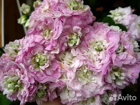 Комнатные растения цветы