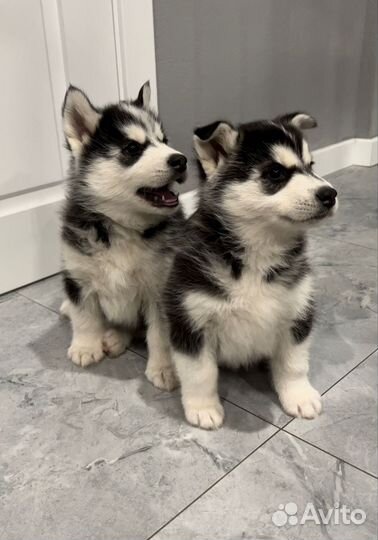 Щенки Хаски
