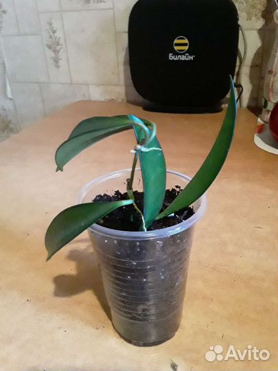 Хойи (укорененные и на срез). Часть 1