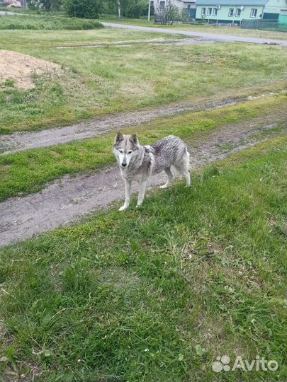 Хаски в добрые руки