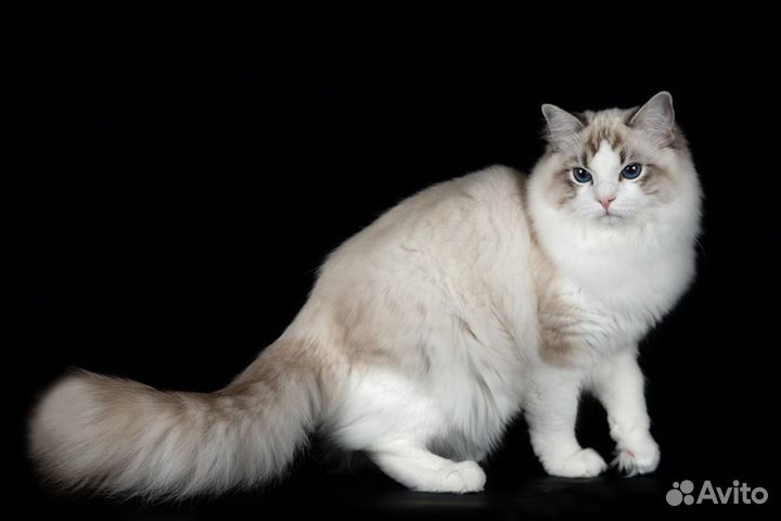 Мальчик рэгдолл, шоу/брид, seal lynx bicolor