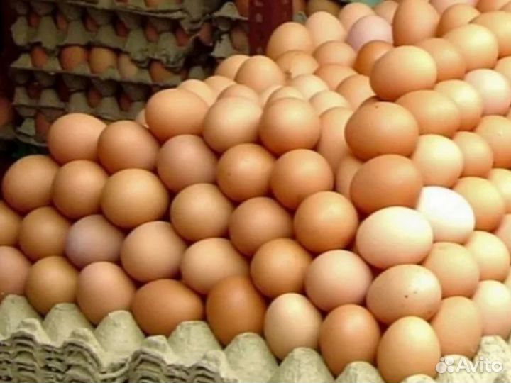 Инкубационное яйцо