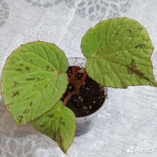 Бегонии природники