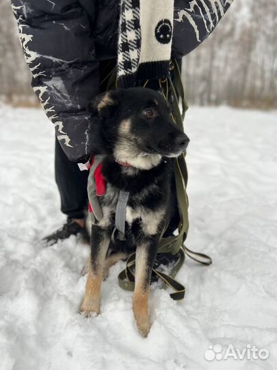 Нежный добрый мальчишка метис