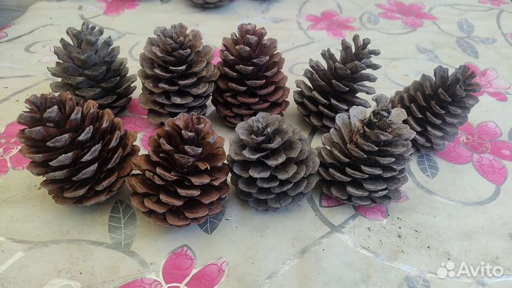 Шишки с юга