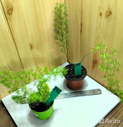 Комнатные растения разные