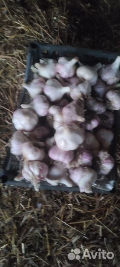 Чеснок озимый