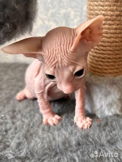 Донской сфинкс