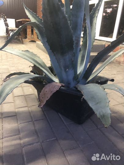 Продаётся цветок «Агава»