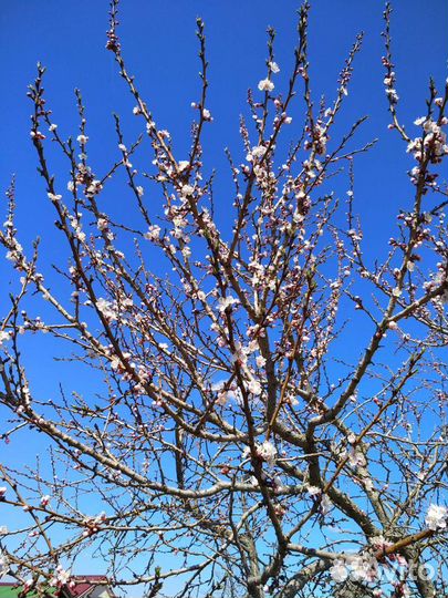 Саженцы краснощекого абрикоса