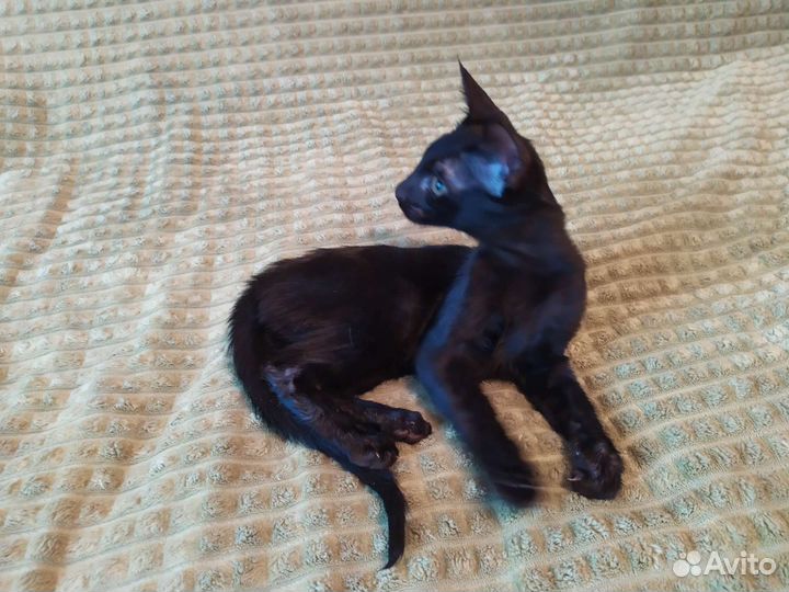 Саванна black