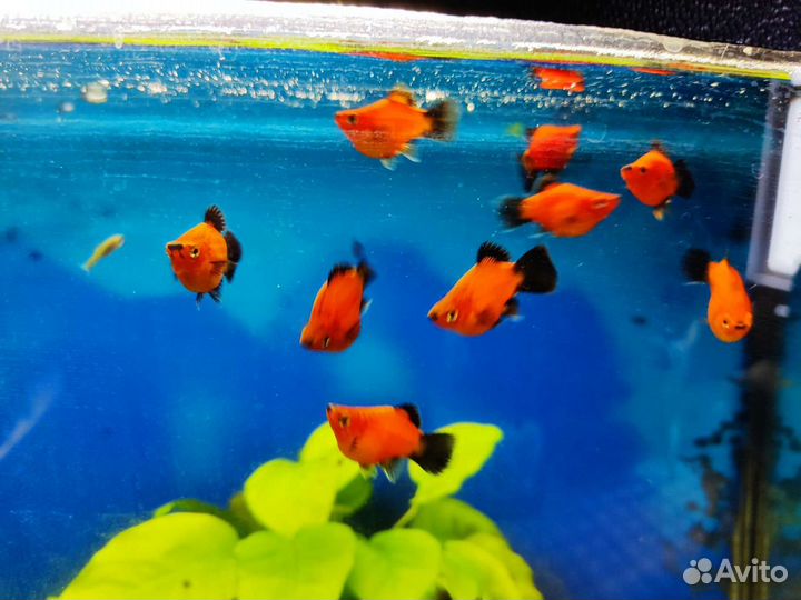 Пецилия дисковая