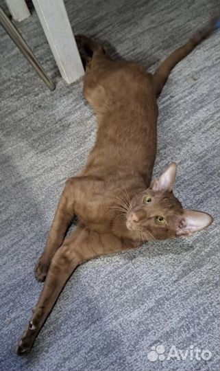 Вязка кошек