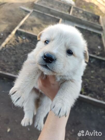 Щенки бесплатно