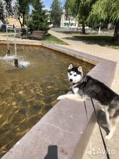 Сибирский хаски вязка мальчик 2 года