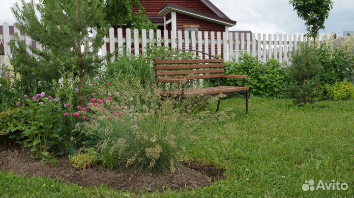 Овсяница сизая (лат. Festuca glauca)