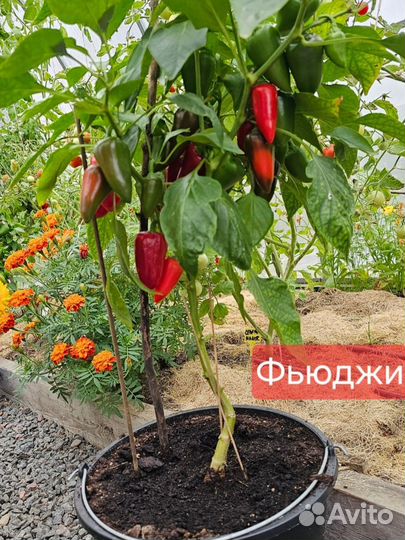 Балконные перцы: острый и сладкий. Рассада