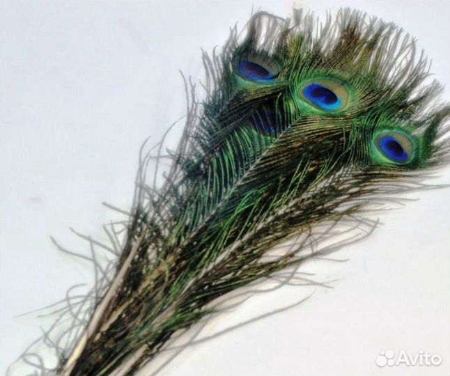 Перо Королевкого павлина,могу отправить Сдек