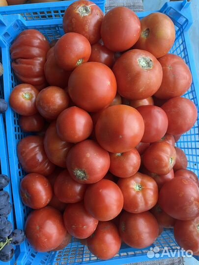 Рассада помидор, баклажан, перца. Рассада цветов