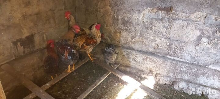 Петухи 5 мес