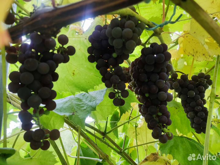 Виноград саженец