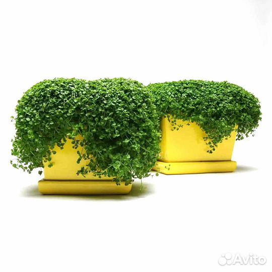 Микромята миниминт