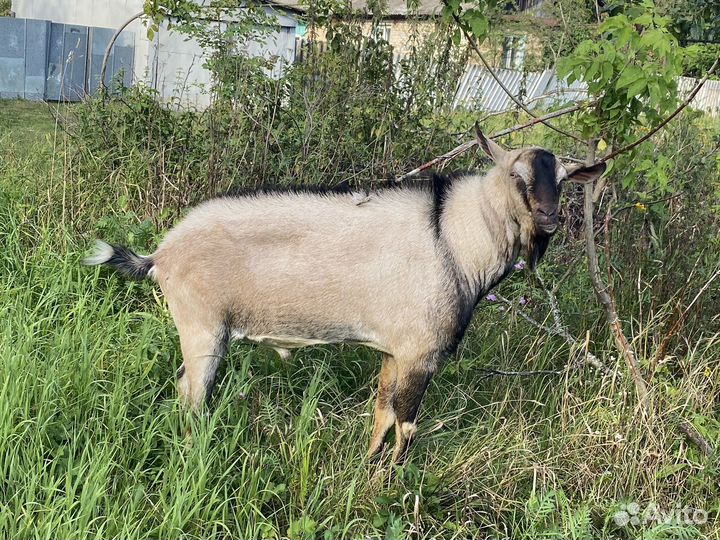 Козел альпийский