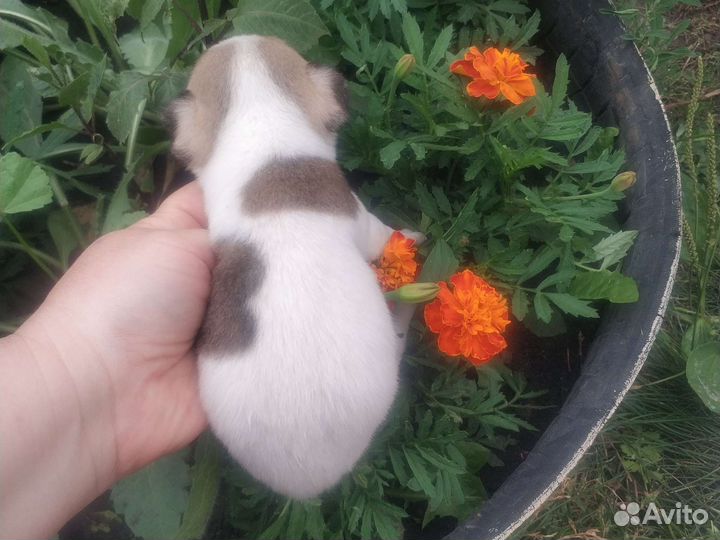 Щенки чихуахуа