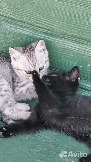 Котятки в добрые руки