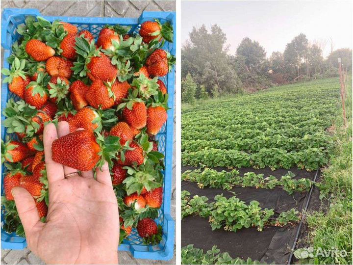 Рассада клубники