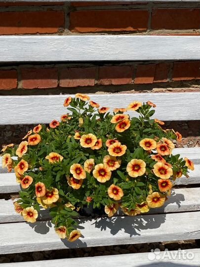 Вегетативная калибрахоа (закончилась)