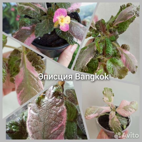 Комнатные цветы