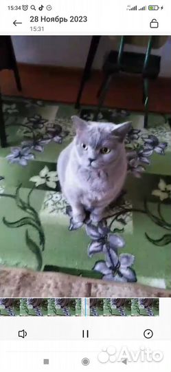 Отдаем в добрые руки