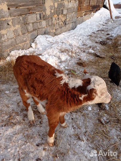 Герефорд телята